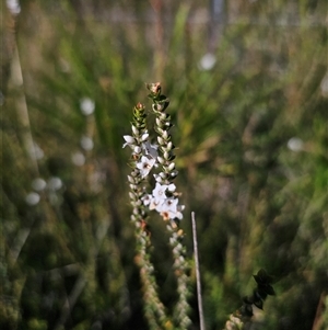 Epacris microphylla at Wog Wog, NSW - 4 Mar 2025 04:39 PM