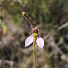 Eriochilus cucullatus (Parson's Bands) at Wog Wog, NSW - 4 Mar 2025 by Csteele4