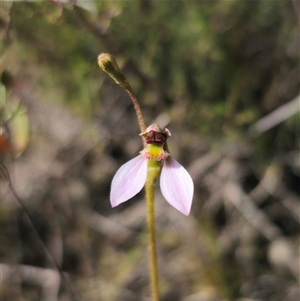 Eriochilus cucullatus (Parson's Bands) at Wog Wog, NSW - 4 Mar 2025 by Csteele4