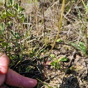 Eriochilus cucullatus at Wog Wog, NSW - suppressed