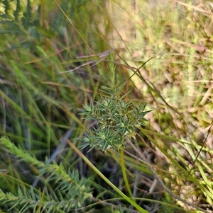 Melichrus urceolatus (Urn Heath) at Wog Wog, NSW - 4 Mar 2025 by Csteele4