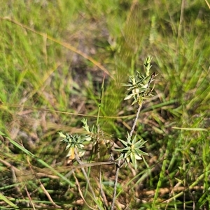 Melichrus urceolatus at Wog Wog, NSW - 4 Mar 2025 04:35 PM