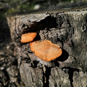 Trametes coccinea (Scarlet Bracket) at Wog Wog, NSW - 4 Mar 2025 by Csteele4