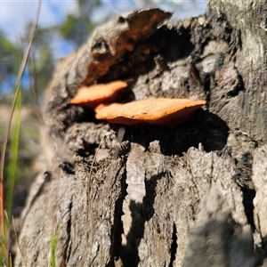 Trametes coccinea at Wog Wog, NSW - 4 Mar 2025 04:26 PM