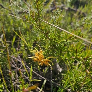 Grevillea juniperina subsp. amphitricha at Wog Wog, NSW - 4 Mar 2025 04:23 PM