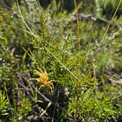 Grevillea juniperina subsp. amphitricha at Wog Wog, NSW - 4 Mar 2025 04:23 PM