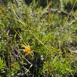 Grevillea juniperina subsp. amphitricha at Wog Wog, NSW - 4 Mar 2025 04:23 PM