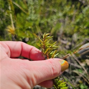 Grevillea juniperina subsp. amphitricha at Wog Wog, NSW - 4 Mar 2025 04:23 PM