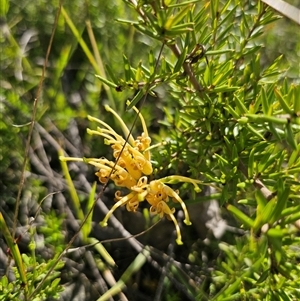 Grevillea juniperina subsp. amphitricha at Wog Wog, NSW - 4 Mar 2025 04:23 PM