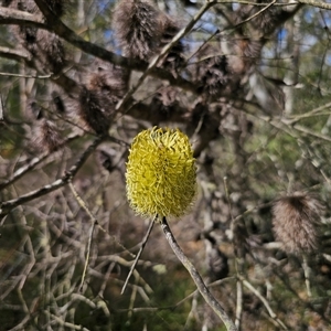 Banksia marginata (Silver Banksia) at Oallen, NSW - 4 Mar 2025 by Csteele4