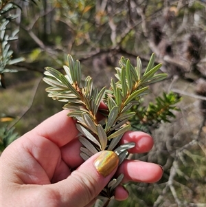 Banksia marginata at Oallen, NSW - 4 Mar 2025 03:47 PM