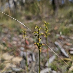 Corunastylis apostasioides at Oallen, NSW - suppressed