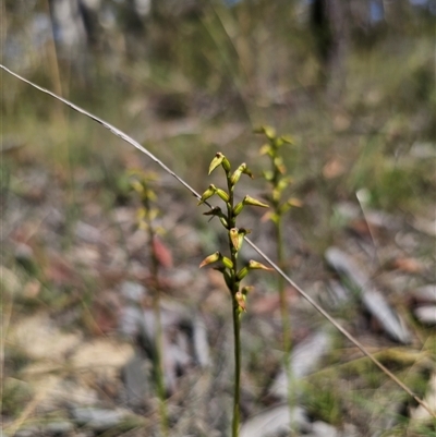 Corunastylis apostasioides (Freak Midge Orchid) at Oallen, NSW - 4 Mar 2025 by Csteele4