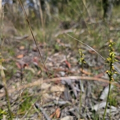 Corunastylis apostasioides at Oallen, NSW - suppressed