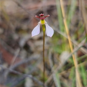 Eriochilus cucullatus at Oallen, NSW - suppressed