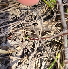 Eriochilus cucullatus at Oallen, NSW - suppressed