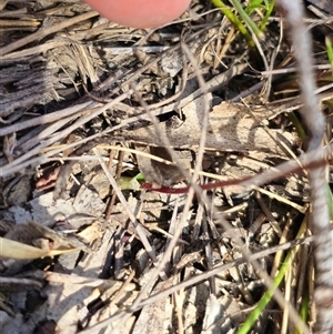 Eriochilus cucullatus at Oallen, NSW - suppressed