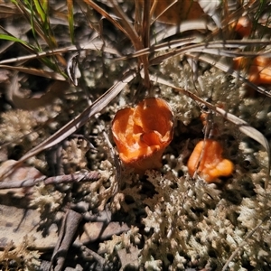 Cantharellus concinnus (Pink Chantarelle) by Csteele4