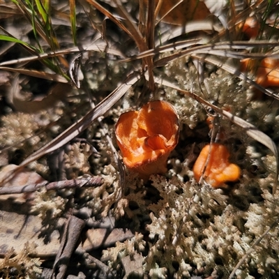 Cantharellus concinnus (Pink Chantarelle) by Csteele4