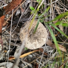 Amanita ochrophylla group by Csteele4