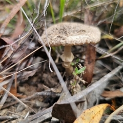 Amanita ochrophylla group at Oallen, NSW - suppressed
