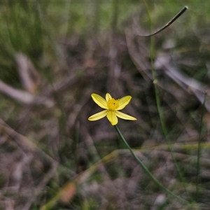 Tricoryne elatior (Yellow Rush Lily) at Oallen, NSW - 4 Mar 2025 by Csteele4