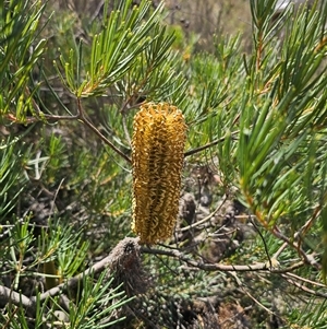 Banksia spinulosa (Hairpin Banksia) at Oallen, NSW - 4 Mar 2025 by Csteele4