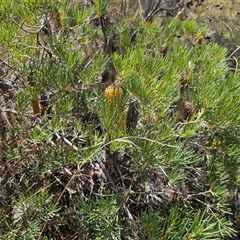 Banksia spinulosa at Oallen, NSW - 4 Mar 2025 02:09 PM