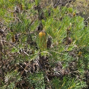 Banksia spinulosa at Oallen, NSW - 4 Mar 2025 02:09 PM