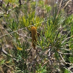 Banksia spinulosa at Oallen, NSW - 4 Mar 2025 02:09 PM