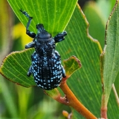 Chrysolopus spectabilis at Tathra, NSW - 5 Feb 2025 by MattYoung