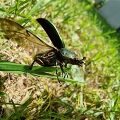 Lamprima aurata (Golden stag beetle) at Tathra, NSW - 5 Feb 2025 by MattYoung