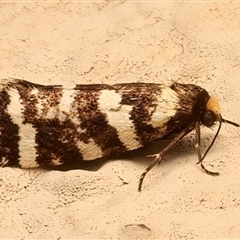 Lepidoscia confluens (A Case moth) at Ainslie, ACT - 27 Feb 2025 by jb2602