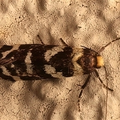 Lepidoscia confluens at Ainslie, ACT - 27 Feb 2025 09:19 PM