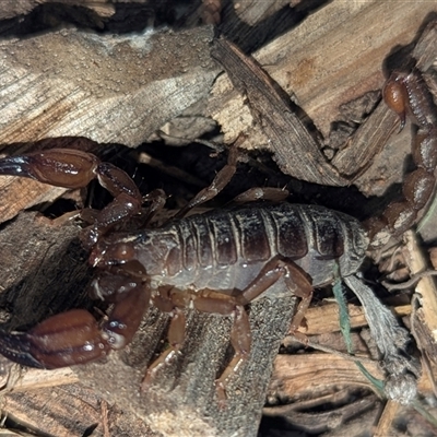 Urodacus manicatus (Black Rock Scorpion) at Kambah, ACT - 4 Mar 2025 by HelenCross