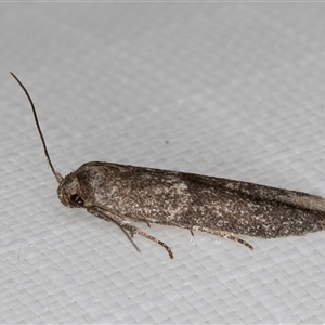 Blastobasis (genus) at Melba, ACT - 1 Mar 2025 10:59 PM