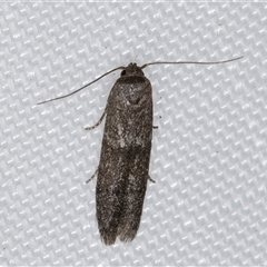 Blastobasis (genus) at Melba, ACT - 1 Mar 2025 10:59 PM