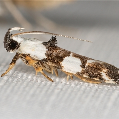 Ardozyga abruptella (A Gelechioid moth) at Melba, ACT - 1 Mar 2025 by kasiaaus