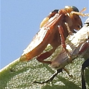 Pseudoperga ferruginea (A sawfly) at Kambah, ACT - 6 Jan 2024 by HelenCross