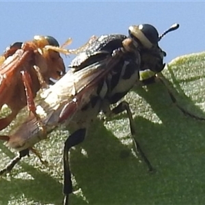 Pseudoperga guerinii (A sawfly) at Kambah, ACT - 6 Jan 2024 by HelenCross