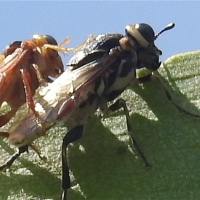 Pergidae sp. (family) at Kambah, ACT - 6 Jan 2024 by HelenCross