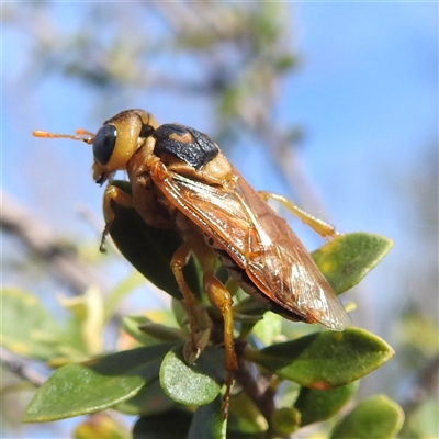 Pergidae sp. (family) at Kambah, ACT - 6 Jan 2024 by HelenCross