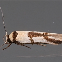 Stathmopodidae (family) (A Concealer moth) at Ainslie, ACT - 27 Feb 2025 by jb2602