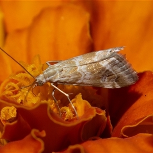 Hellula hydralis (Cabbage Centre Moth) at Symonston, ACT - 4 Mar 2025 by rawshorty