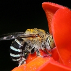 Amegilla sp. (genus) (Blue Banded Bee) at Yarralumla, ACT - 4 Mar 2025 by TimL