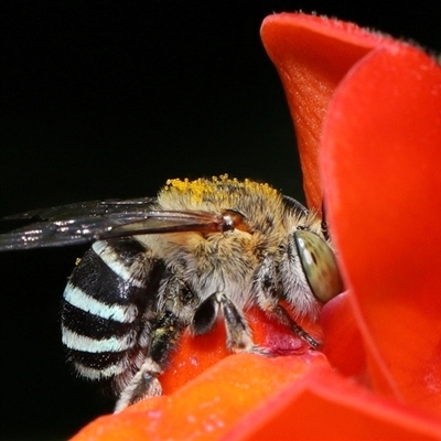 Amegilla sp. (genus) (Blue Banded Bee) at Yarralumla, ACT - 4 Mar 2025 by TimL