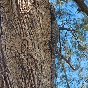 Varanus varius at Burrinjuck, NSW - suppressed