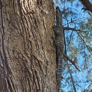 Varanus varius at Burrinjuck, NSW - suppressed