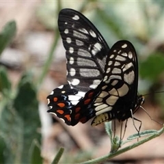 Papilio anactus (Dainty Swallowtail) at Ainslie, ACT - 5 Mar 2025 by UserYYUcWrIf