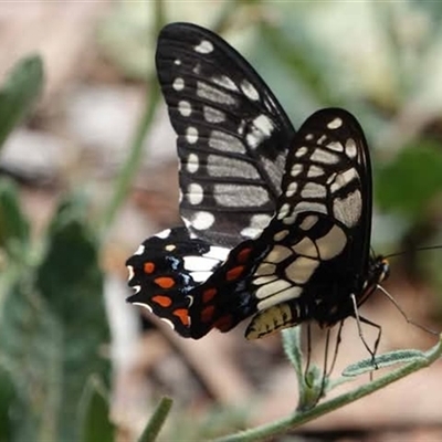 Papilio anactus (Dainty Swallowtail) at Ainslie, ACT - 5 Mar 2025 by UserYYUcWrIf